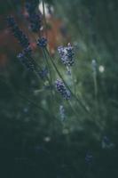 lavender flowers in the garden on green background photo