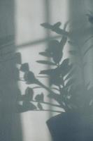 Shadows of flowers house plant on wall wallpapers grey background. Desing, ard, abstract concept photo