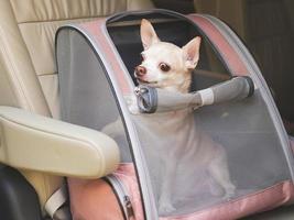 happy brown short hair chihuahua dog sitting in  pet carrier backpack with opened windows in car seat. Safe travel with pets concept. photo
