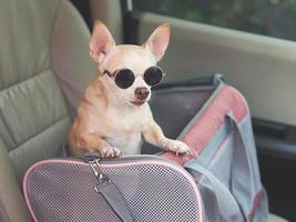 marrón chihuahua perro vistiendo Gafas de sol en pie en viajero mascota portador bolso en coche asiento. seguro viaje con animales foto