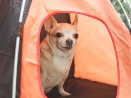 retrato de marrón corto pelo chihuahua perro sentado en naranja cámping tienda exterior. mascota viaje concepto. foto