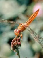 Closep up look of a yellow dragonfly stay on a wild flower with bokeh bakcground. Macro insect. photo