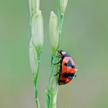 A red ladybug stay at branch of rice plant, isolated on green blurred background. Close up of insect.. Macro shoot. photo