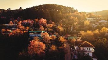 landscape of Beautiful Wild Himalayan Cherry Blooming pink Prunus cerasoides flowers at Phu Lom Lo Loei and Phitsanulok of Thailand photo