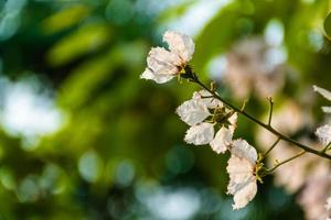 beautiful flower of Lagerstroemia floribunda photo