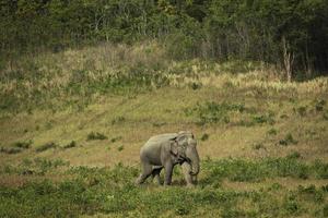 masculino Asia elefante caminando en césped campo de khaoyai nacional parque Tailandia foto