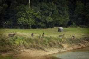 flock of sambar deer and male elephant standing on dry meadow of khaoyai national park thailand photo