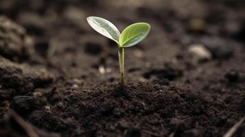 generativo ai, joven planta creciente en luz de sol desde el suelo, macro fotorrealista ilustración, agrícola vegetal. naturaleza orgánico sano granja comida concepto, horizontal bandera. foto