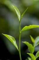 té hojas en Fresco jardín. foto