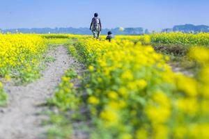 Mustard flower field is full blooming. photo