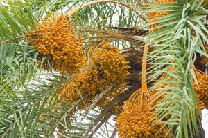 Raw bunch of date palm hanging on the tree. photo