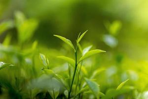 té hojas en Fresco jardín. foto