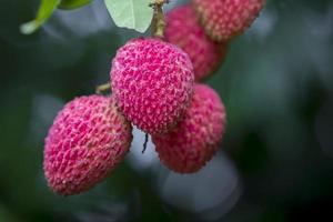 Brunch of fresh lychee fruits hanging on green tree. photo