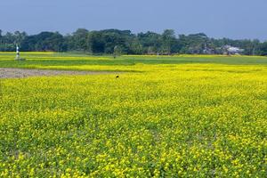 Mustard flower field is full blooming. photo