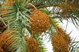 Raw bunch of date palm hanging on the tree. photo