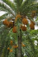 Raw bunch of date palm hanging on the tree. photo