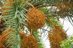 Raw bunch of date palm hanging on the tree. photo