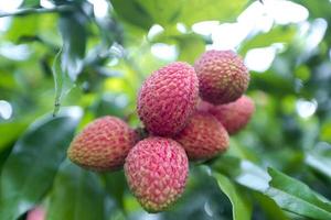 Brunch of fresh lychee fruits hanging on green tree. photo