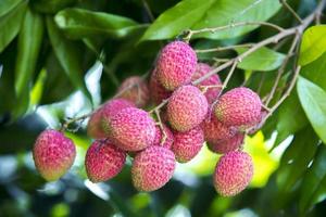 Brunch of fresh lychee fruits hanging on green tree. photo