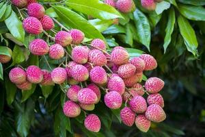 Brunch of fresh lychee fruits hanging on green tree. photo