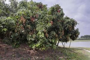 Brunch of fresh lychee fruits hanging on green tree. photo