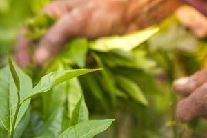 Skilled worker hands picking green tea raw leaves. photo