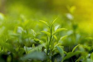 té hojas en Fresco jardín. foto