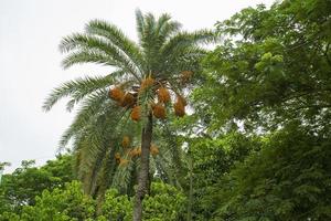 Raw bunch of date palm hanging on the tree. photo