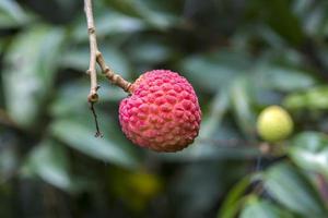 Brunch of fresh lychee China 3 fruits hanging on green tree. photo