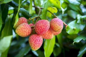 Brunch of fresh lychee fruits hanging on green tree. photo