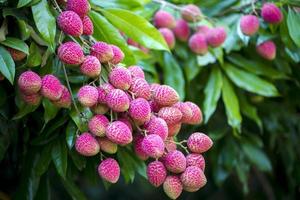 Brunch of fresh lychee fruits hanging on green tree. photo