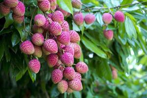 Brunch of fresh lychee fruits hanging on green tree. photo