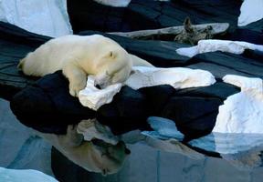 Besides the ocean, a sleeping polar bear has his head resting on the snow. photo