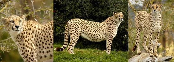 A series of three separate pictures of cheetahs. photo
