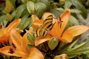 A banded orange butterfly is perched on several orange daylilies. photo