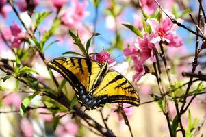 en un melocotón árbol ese es floreciente, un Tigre cola de golondrina mariposa es descansando.. foto