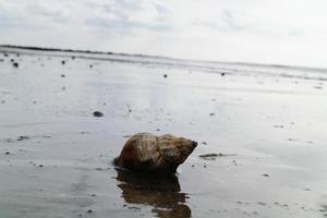 You can find the yellow spanballs of the whelks at the beach of Blavand photo