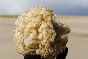 You can find the yellow spanballs of the whelks at the beach of Blavand photo