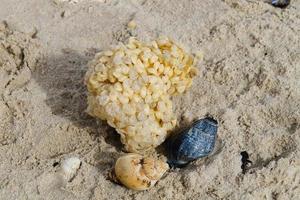 You can find the yellow spanballs of the whelks at the beach of Blavand photo