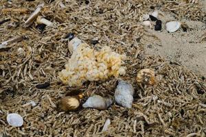 You can find the yellow spanballs of the whelks at the beach of Blavand photo