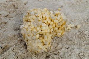 You can find the yellow spanballs of the whelks at the beach of Blavand photo