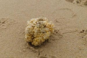 You can find the yellow spanballs of the whelks at the beach of Blavand photo