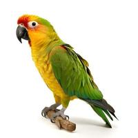 Parrot isolated on white background photo