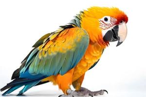 Parrot isolated on white background photo