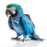 Parrot isolated on white background photo