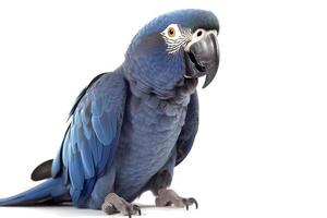 Macaw parrot isolated on white background photo