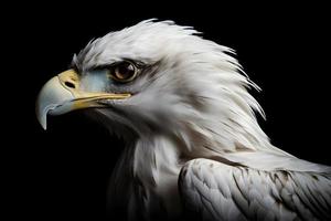 Eagle isolated on white background photo