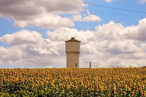 Sunflower field in summer photo