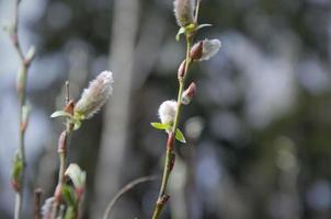 blooming verda in spring, natural background photo