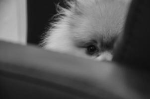 black and white picture of a dog peeking out photo